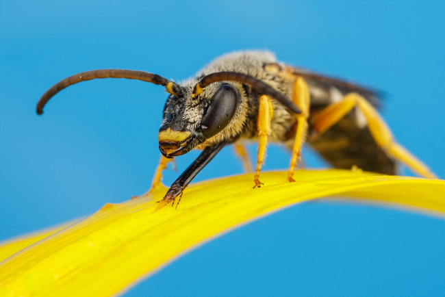 Обои картинки фото животные, пчелы,  осы,  шмели, голубой, травинка, макро, насекомое, жёлтый, фон