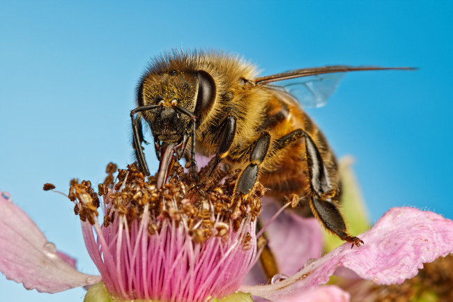Обои картинки фото животные, пчелы,  осы,  шмели, макро, насекомое, цветок, пчела