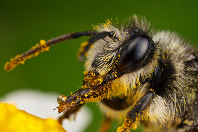 Обои картинки фото животные, пчелы,  осы,  шмели, портрет, пыльца, пчела, макро, насекомое