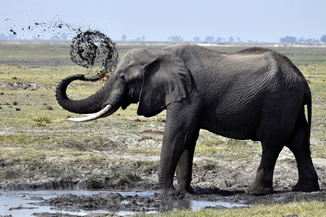 Обои картинки фото животные, слоны, грязь, бивни, уши, слон, животное, трава, деревья, природа, африка, хобот