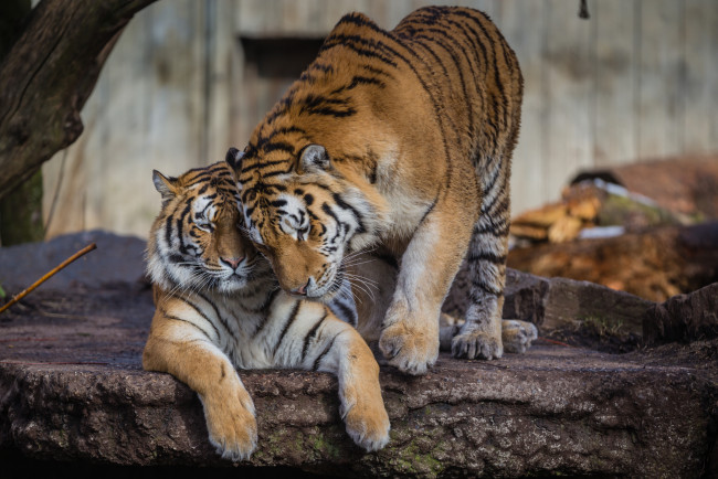Обои картинки фото животные, тигры, тигрица, тигр