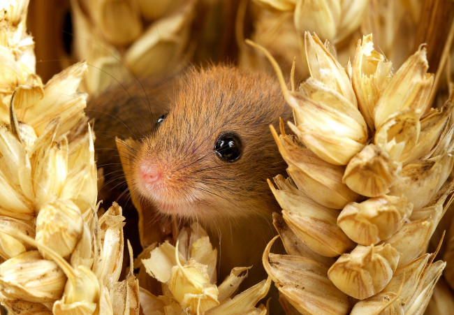 Обои картинки фото животные, крысы,  мыши, mouse, harvest, мордочка, глаза, улыбка, колосья, мышь-малютка, nature, small