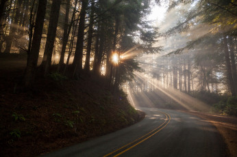 обоя природа, дороги, туман, утро, дорога, осень
