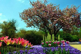 Картинка природа парк деревья цветы весна
