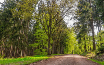 Картинка природа дороги дорога деревья лето