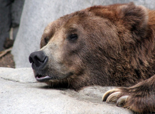 Картинка животные медведи медведь голова когти бурый