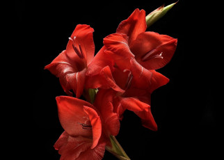 Картинка цветы гладиолусы флора цветок гладиолус