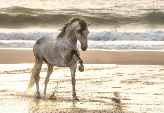 Картинка животные лошади конь серый грация поза позирует брызги берег свет волны