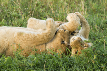 Картинка животные львы львята игра саванна лев