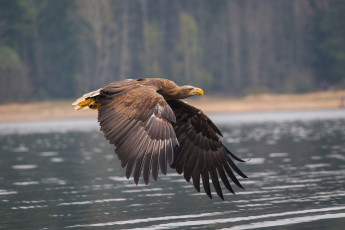 Картинка животные птицы+-+хищники крылья орел хищник птица летит