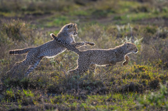 Картинка животные гепарды детёныши бег игра