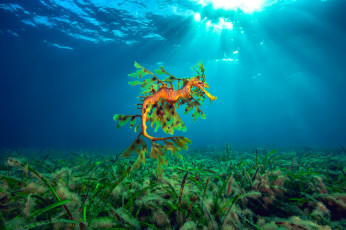 Картинка животные морская+фауна hippocampus морской конек океан море свет водоросли