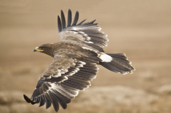 Картинка животные птицы+-+хищники летит орел хищник крылья птица