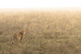 Картинка животные гепарды гепард саванна кошка