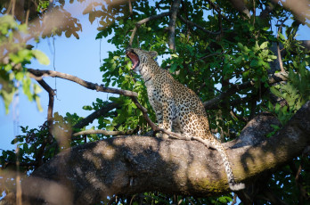Картинка животные леопарды сидит зевает пасть листва