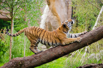 Картинка животные тигры амурский кошка хищник потягивается поза разминка грация зоопарк