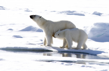 Картинка животные медведи зима снег белые хищники