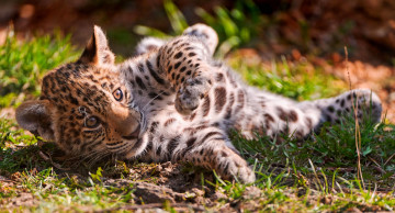 Картинка животные леопарды леопард трава котенок детеныш