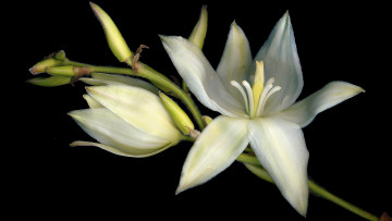 Картинка цветы лилии +лилейники растение флора