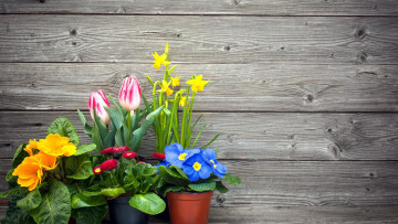 Картинка цветы разные+вместе маргаритки тюльпаны примула нарциссы