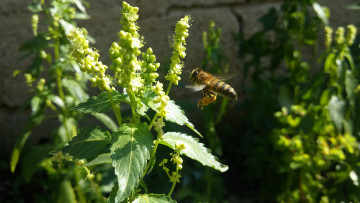 обоя животные, пчелы,  осы,  шмели, пчела, садится, на, зеленое, растение