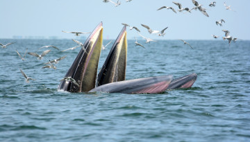 Картинка животные киты +кашалоты море птицы пасть чайки