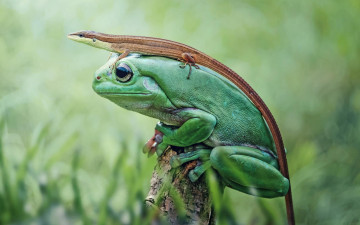 Картинка животные разные+вместе Ящерица сидит на большой зеленой лягушке