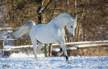 Картинка автор +oliverseitz животные лошади конь белый движение грация поза игривый красавец зима снег загон