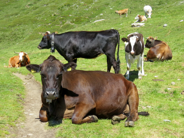Обои картинки фото животные, коровы,  буйволы