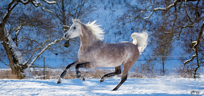 Обои картинки фото автор,  oliverseitz, животные, лошади, конь, серый, галоп, бег, движение, грива, грация, красота, мощь, зима, снег, загон, резвый
