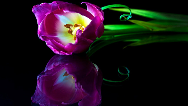 Обои картинки фото цветы, тюльпаны, одиночка