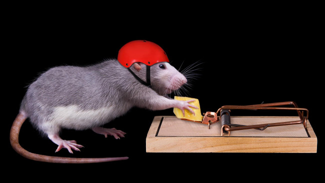Обои картинки фото юмор и приколы, сыр, мышь