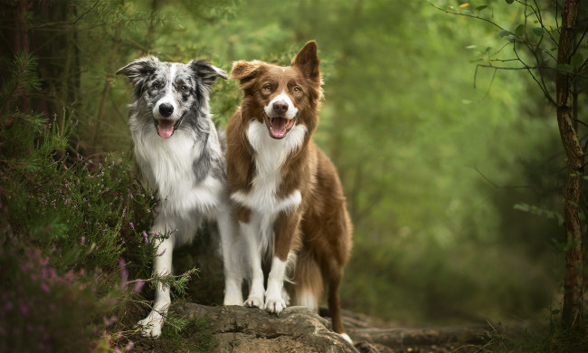 Обои картинки фото животные, собаки, пес