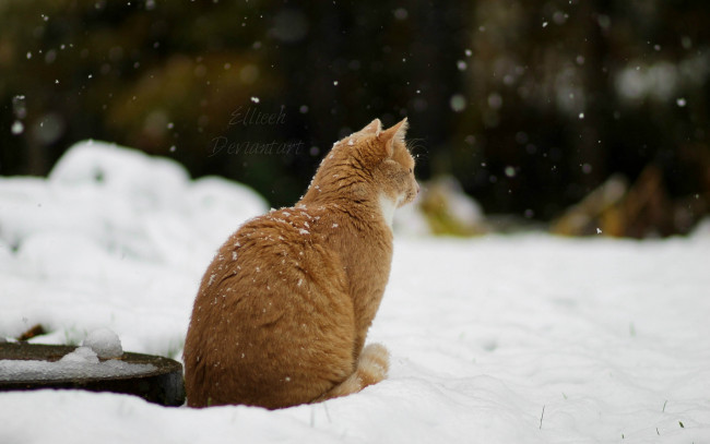 Обои картинки фото животные, коты, кошка, by, ellieeh, зима, снег