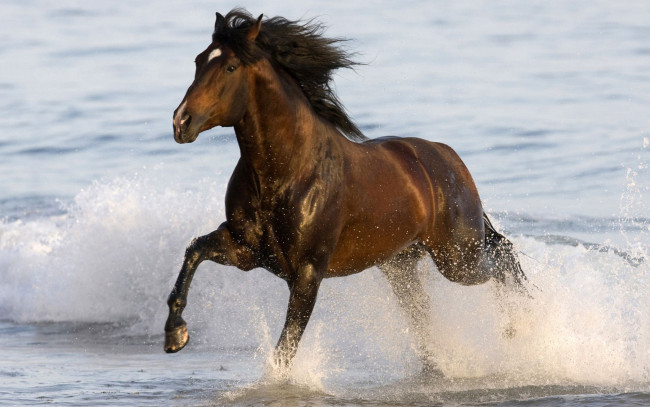 Обои картинки фото животные, лошади, лошадь, конь, брызги, вода