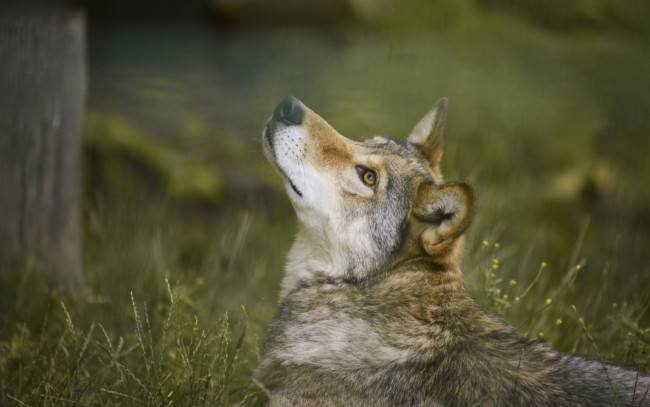 Обои картинки фото животные, волки,  койоты,  шакалы, волк, природа