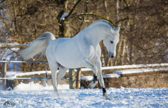 Обои картинки фото автор,  oliverseitz, животные, лошади, конь, белый, движение, грация, поза, игривый, красавец, зима, снег, загон