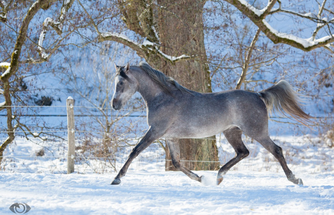 Обои картинки фото автор,  oliverseitz, животные, лошади, конь, серый, профиль, рысь, бег, движение, грация, загон, снег, зима