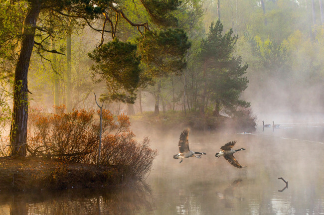 Обои картинки фото животные, гуси, природа, деревья, свет, туман, река, вода, утки, лес, утро, пар