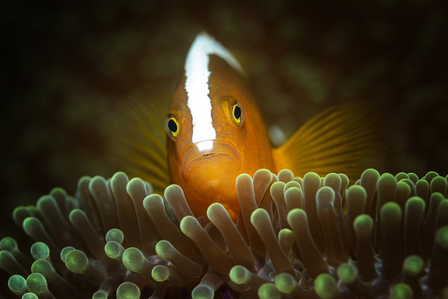 Обои картинки фото животные, рыбы, подводный, мир, рыба, океан, под, водой, актинии, клоун, море