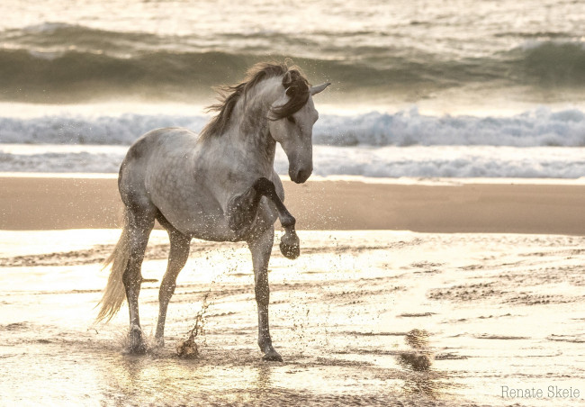 Обои картинки фото животные, лошади, конь, серый, грация, поза, позирует, брызги, берег, свет, волны