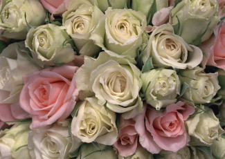 Картинка цветы розы розовые белые