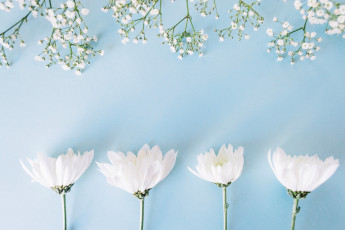 Картинка цветы разные+вместе spring flowers фон хризантемы tender белые white