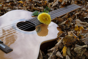 Картинка музыка -музыкальные+инструменты листва цветок гитара