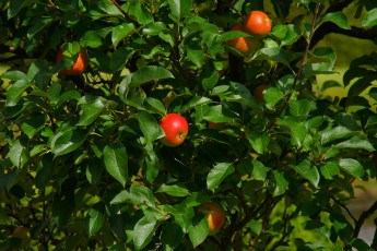 Картинка природа плоды яблоки фон листья ветка