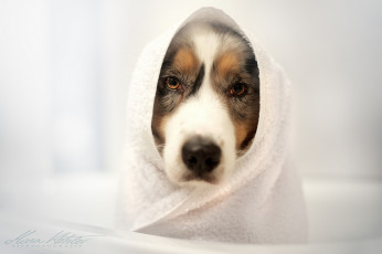 Картинка собака животные собаки полотенце грусть морда