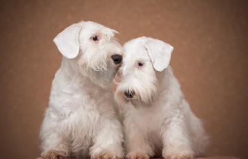 Картинка животные собаки щенки фон пара