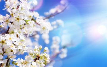 Картинка цветы цветущие+деревья+ +кустарники blossom spring яблоня flowers цветение солнце небо ветки sky весна