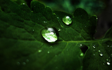 Картинка природа листья капли макро зеленый лист