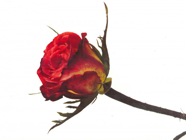 Обои картинки фото цветы, розы, красная, роза, бутон